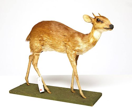 A taxidermied animal remain is positioned on a green platform. A paper tag is attached to its leg.